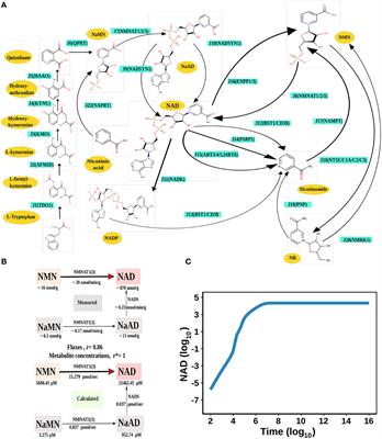 Personalized quantitative models of NAD metabolism in hepatocellular carcinoma identify a subgroup with poor prognosis